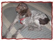 Guss, our German Shorthair Pointer.  