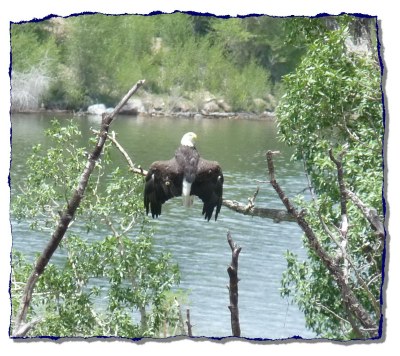 Eagle protecting his babies in nest above with wings spread to scare intruders.