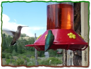 Hummingbirds feed at our feeders all summer.