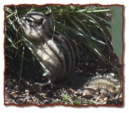 Chipmunks spend hours entertaining Guss.